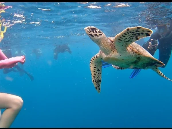 Snorkeling (14) Snorkeling (14)