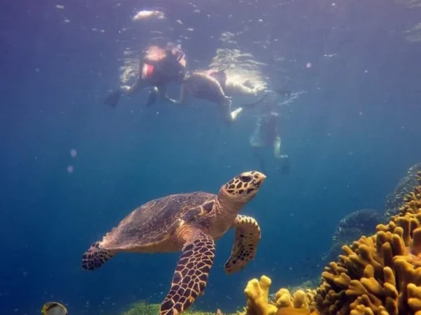 Snorkeling (15) Snorkeling (15)