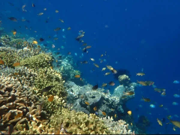 Snorkeling (16) Snorkeling (16)