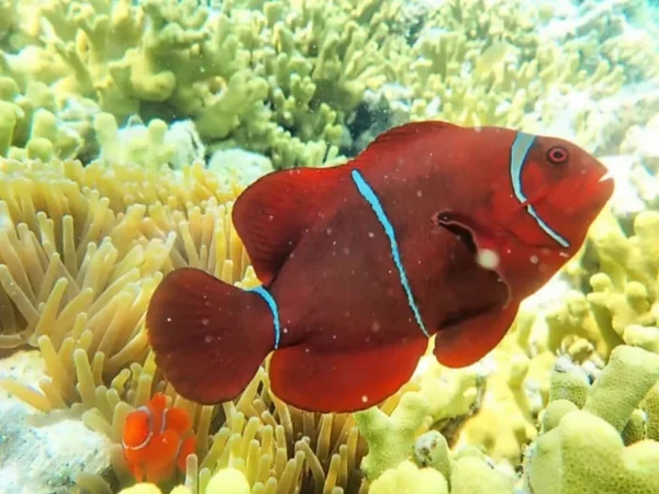 Snorkeling (22) Snorkeling (22)
