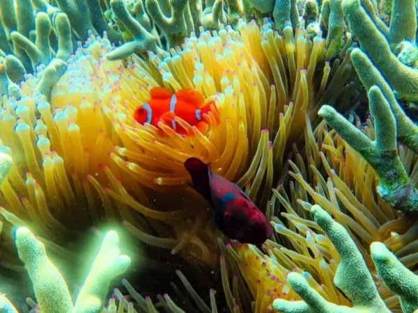 Snorkeling (6) Snorkeling (6)