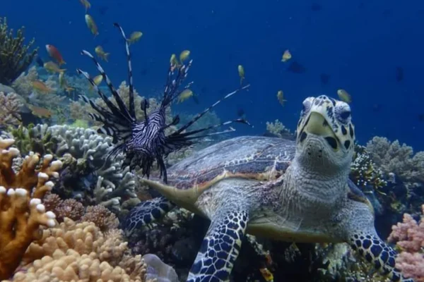diving (13) diving (13)